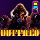 Buffalo
