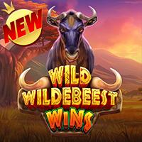 Wild Wildesbeest Wins